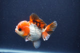 Short Body Thai Oranda  Tricolor 3.5 Inch (ID#1022To14b-74) Free2Day SHIPPING