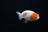 Ranchu  Sakura 2.5 Inch (ID#1119R1c-90) Free2Day SHIPPING