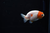 Ranchu  Sakura 2.5 Inch (ID#1119R1c-90) Free2Day SHIPPING