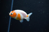 Ranchu  Sakura 2.5 Inch (ID#1119R1c-90) Free2Day SHIPPING