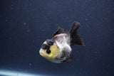 Short Body Thai Oranda  Panda 3 Inch (ID#1022To14b-75) Free2Day SHIPPING