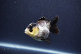 Short Body Thai Oranda  Panda 3 Inch (ID#1022To14b-75) Free2Day SHIPPING