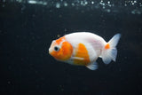 Ranchu  Sakura 2.5 Inch (ID#1119R1c-90) Free2Day SHIPPING