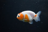 Ranchu  Sakura 2.5 Inch (ID#1119R1c-90) Free2Day SHIPPING