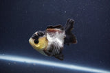 Short Body Thai Oranda  Panda 3 Inch (ID#1022To14b-75) Free2Day SHIPPING