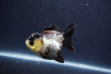 Short Body Thai Oranda  Panda 3 Inch (ID#1022To14b-75) Free2Day SHIPPING