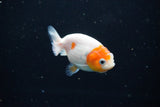 Ranchu  Sakura 2.5 Inch (ID#1119R1c-90) Free2Day SHIPPING