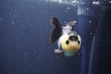 Short Body Thai Oranda  Panda 3 Inch (ID#1022To14b-75) Free2Day SHIPPING