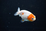 Ranchu  Sakura 2.5 Inch (ID#1119R1c-90) Free2Day SHIPPING