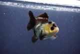 Short Body Thai Oranda  Panda 3 Inch (ID#1022To14b-75) Free2Day SHIPPING