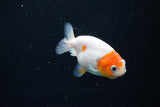 Ranchu  Sakura 2.5 Inch (ID#1119R1c-90) Free2Day SHIPPING