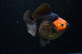 Ryukin  Tricolor 5 Inch (ID#311Ry1a-103) Free2Day SHIPPING