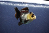 Short Body Thai Oranda  Panda 3 Inch (ID#1022To14b-75) Free2Day SHIPPING