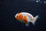 Ranchu  Sakura 2.5 Inch (ID#1119R1c-90) Free2Day SHIPPING