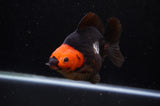 Ryukin  Tricolor 5 Inch (ID#311Ry1a-103) Free2Day SHIPPING