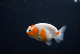 Ranchu  Sakura 2.5 Inch (ID#1119R1c-90) Free2Day SHIPPING