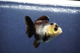 Short Body Thai Oranda  Panda 3 Inch (ID#1022To14b-75) Free2Day SHIPPING