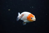 Ranchu  Sakura 2.5 Inch (ID#1119R1c-90) Free2Day SHIPPING