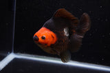 Ryukin  Tricolor 5 Inch (ID#311Ry1a-103) Free2Day SHIPPING