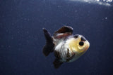 Short Body Thai Oranda  Panda 3 Inch (ID#1022To14b-75) Free2Day SHIPPING