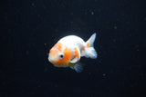 Ranchu  Sakura 2.5 Inch (ID#1119R1c-90) Free2Day SHIPPING