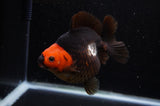Ryukin  Tricolor 5 Inch (ID#311Ry1a-103) Free2Day SHIPPING