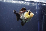 Short Body Thai Oranda  Panda 3 Inch (ID#1022To14b-75) Free2Day SHIPPING