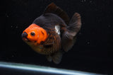 Ryukin  Tricolor 5 Inch (ID#311Ry1a-103) Free2Day SHIPPING