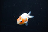 Ranchu  Sakura 2.5 Inch (ID#1119R1c-90) Free2Day SHIPPING