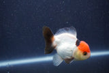 Short Body Thai Oranda  Tricolor 3 Inch (ID#1022To14b-76) Free2Day SHIPPING