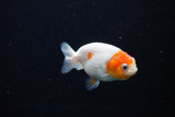 Ranchu  Sakura 2.5 Inch (ID#1119R1c-90) Free2Day SHIPPING