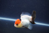 Short Body Thai Oranda  Tricolor 3 Inch (ID#1022To14b-76) Free2Day SHIPPING