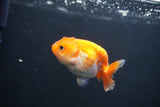 Baby Ranchu  Red White 2.5 Inch (ID#0103R9c-34) Free2Day SHIPPING