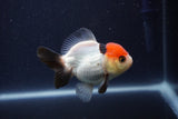 Short Body Thai Oranda  Tricolor 3 Inch (ID#1022To14b-76) Free2Day SHIPPING