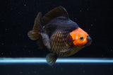 Ryukin  Tricolor 5 Inch (ID#311Ry1a-103) Free2Day SHIPPING