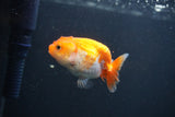 Baby Ranchu  Red White 2.5 Inch (ID#0103R9c-34) Free2Day SHIPPING