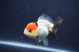 Short Body Thai Oranda  Tricolor 3 Inch (ID#1022To14b-76) Free2Day SHIPPING