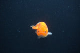 Baby Ranchu  Red White 2.5 Inch (ID#0103R9c-34) Free2Day SHIPPING