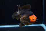 Ryukin  Tricolor 5 Inch (ID#311Ry1a-103) Free2Day SHIPPING