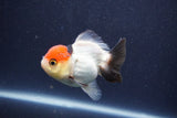 Short Body Thai Oranda  Tricolor 3 Inch (ID#1022To14b-76) Free2Day SHIPPING