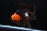 Ryukin  Tricolor 5 Inch (ID#311Ry1a-103) Free2Day SHIPPING