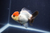 Short Body Thai Oranda  Tricolor 3 Inch (ID#1022To14b-76) Free2Day SHIPPING