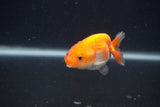 Baby Ranchu  Red White 2.5 Inch (ID#0103R9c-34) Free2Day SHIPPING