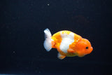 Juvenile Lionchu  Red White 3.5 Inch (ID#1115R11a-18) Free2Day SHIPPING