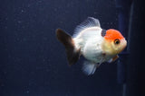 Short Body Thai Oranda  Tricolor 3 Inch (ID#1022To14b-76) Free2Day SHIPPING