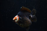 Ryukin  Red Black 4 Inch (ID#311Ry1a-104) Free2Day SHIPPING