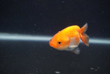 Baby Ranchu  Red White 2.5 Inch (ID#0103R9c-34) Free2Day SHIPPING