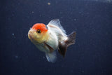 Short Body Thai Oranda  Tricolor 3 Inch (ID#1022To14b-76) Free2Day SHIPPING