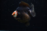 Ryukin  Red Black 4 Inch (ID#311Ry1a-104) Free2Day SHIPPING