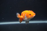 Baby Ranchu  Red White 2.5 Inch (ID#0103R9c-34) Free2Day SHIPPING